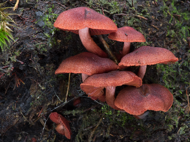 Cortinarius vitiosus